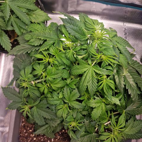 Wendy growlog timeline photo
