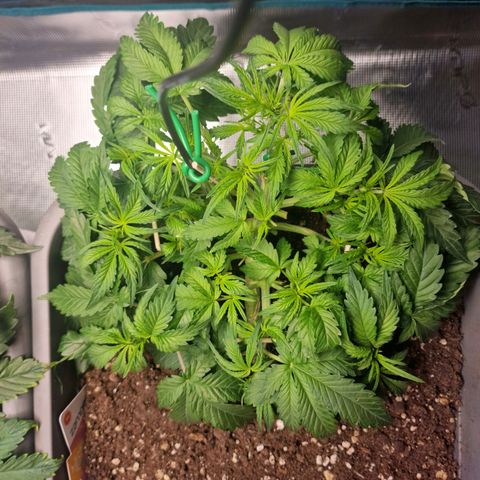 Samantha growlog timeline photo