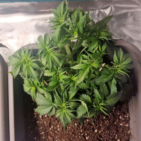 Suri growlog timeline photo