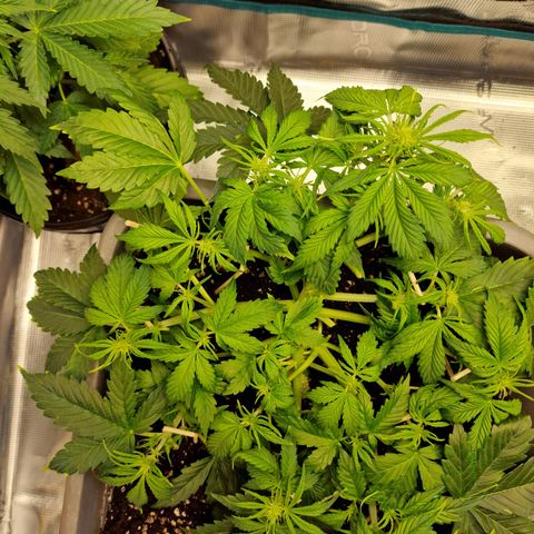 Wendy growlog timeline photo