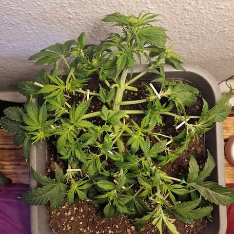Wendy growlog timeline photo