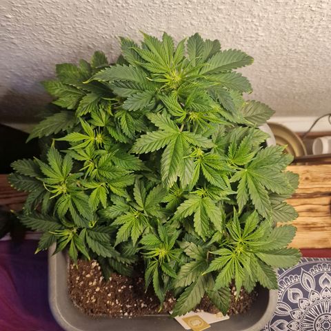 Wendy growlog timeline photo