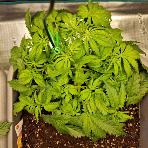 Samantha growlog timeline photo