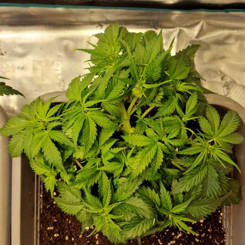 Suri growlog timeline photo