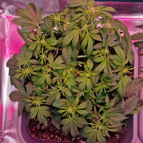 Wendy growlog timeline photo