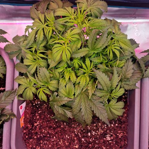 Samantha growlog timeline photo