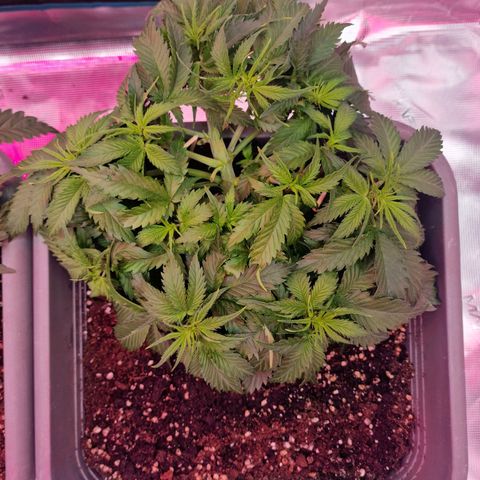 Suri growlog timeline photo
