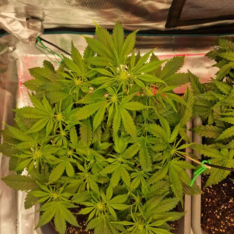Wendy growlog timeline photo