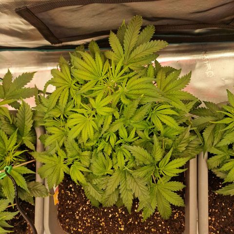 Samantha growlog timeline photo