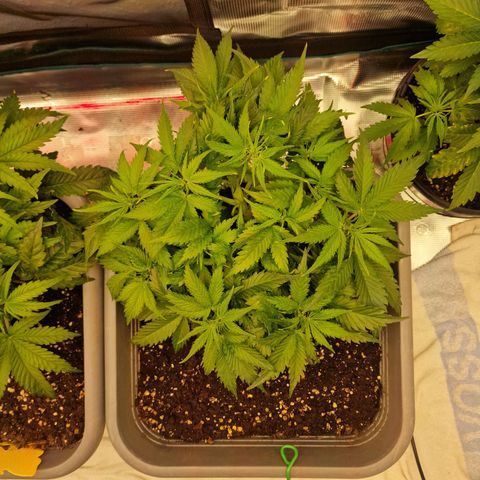 Suri growlog timeline photo