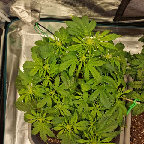 Wendy growlog timeline photo