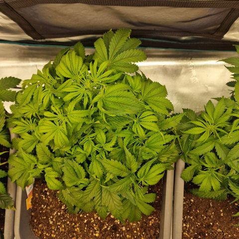 Samantha growlog timeline photo