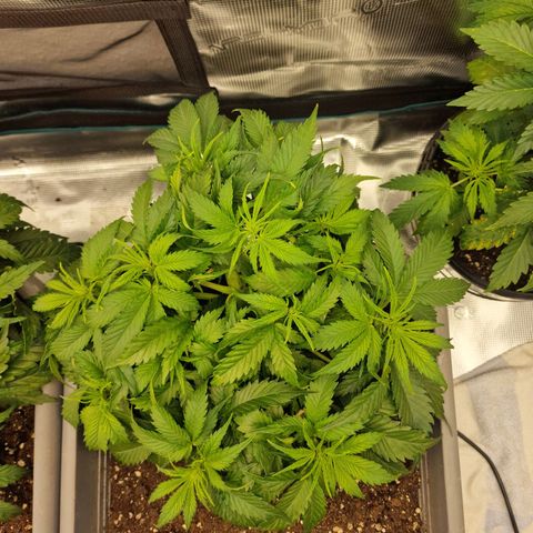 Suri growlog timeline photo