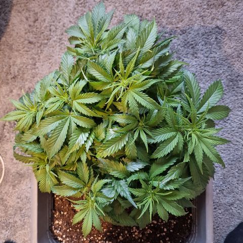 Suri growlog timeline photo