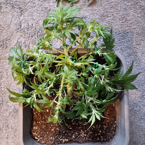 Suri growlog timeline photo