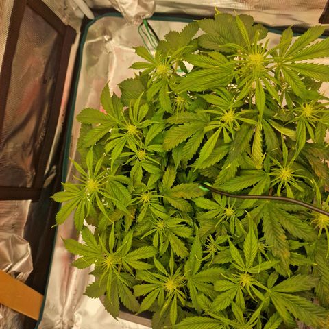 Wendy growlog timeline photo