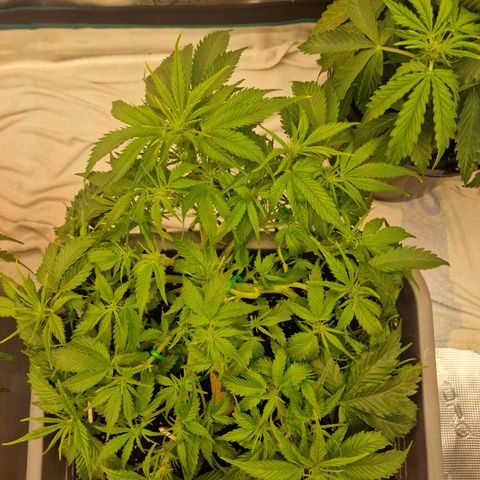 Suri growlog timeline photo