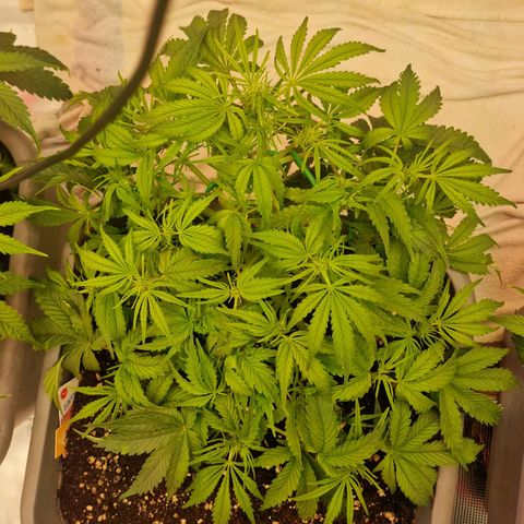 Samantha growlog timeline photo
