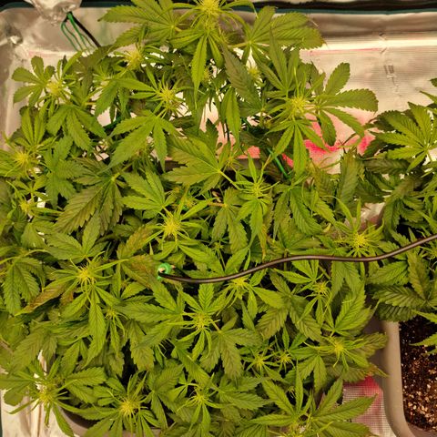 Wendy growlog timeline photo