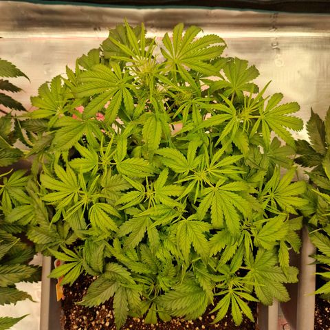 Samantha growlog timeline photo