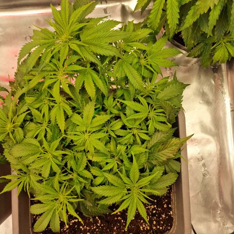 Suri growlog timeline photo