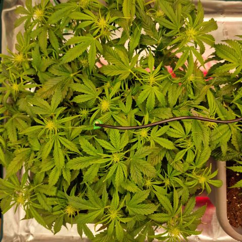 Wendy growlog timeline photo