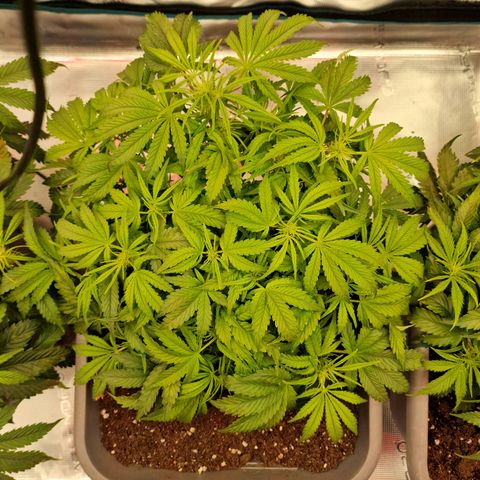 Samantha growlog timeline photo