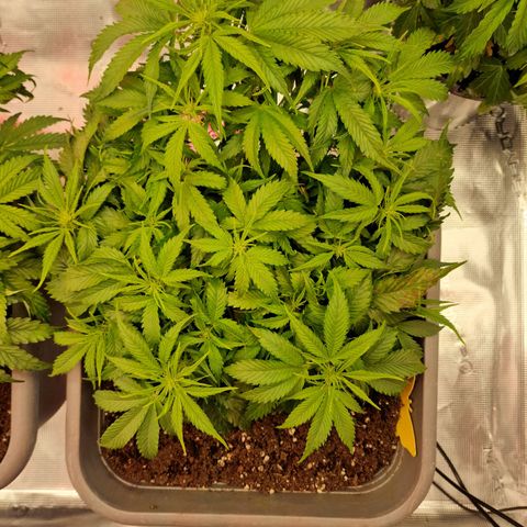Suri growlog timeline photo