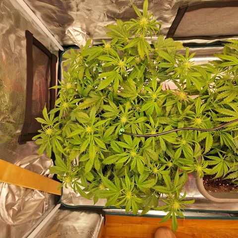 Wendy growlog timeline photo