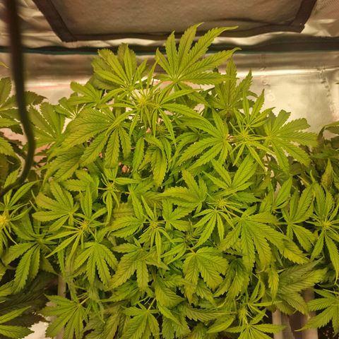 Samantha growlog timeline photo