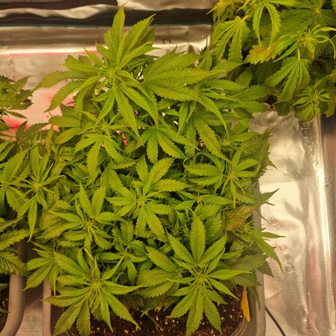 Suri growlog timeline photo