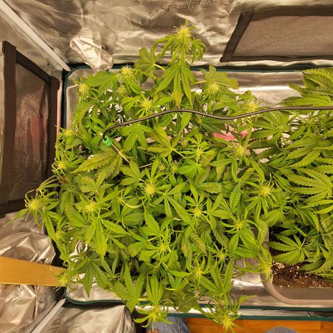 Wendy growlog timeline photo