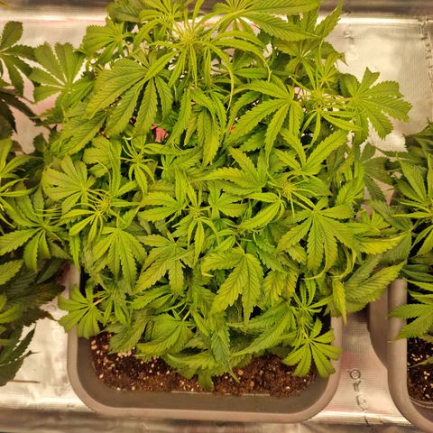 Samantha growlog timeline photo