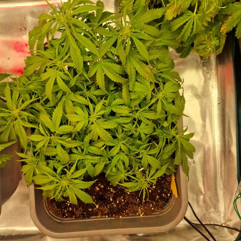 Suri growlog timeline photo