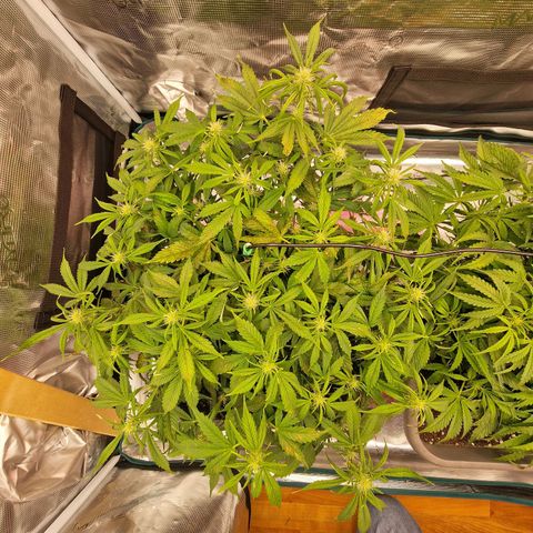 Wendy growlog timeline photo
