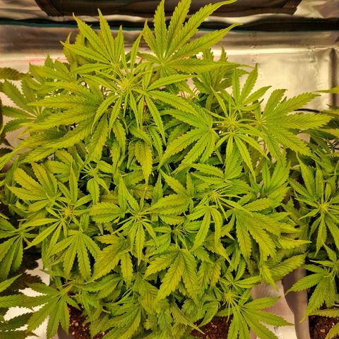 Samantha growlog timeline photo