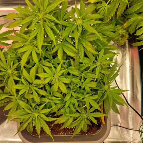 Suri growlog timeline photo