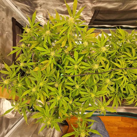 Wendy growlog timeline photo