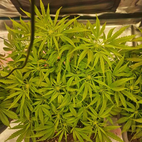 Samantha growlog timeline photo