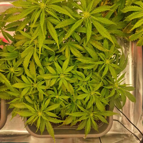 Suri growlog timeline photo