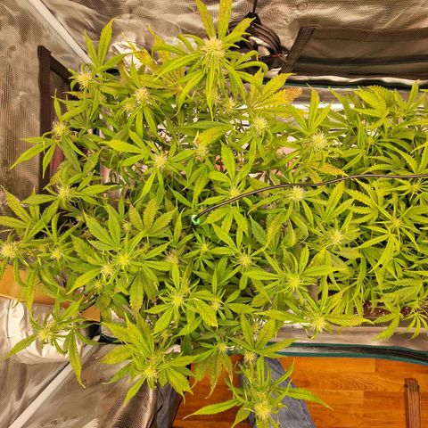 Wendy growlog timeline photo
