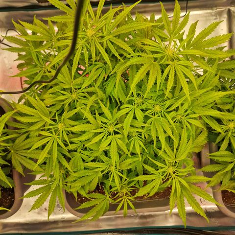 Samantha growlog timeline photo