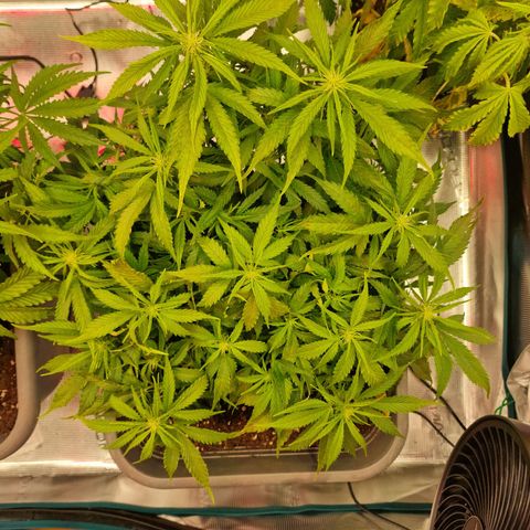 Suri growlog timeline photo