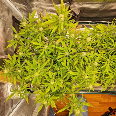 Wendy growlog timeline photo