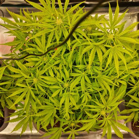 Samantha growlog timeline photo