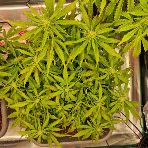 Suri growlog timeline photo