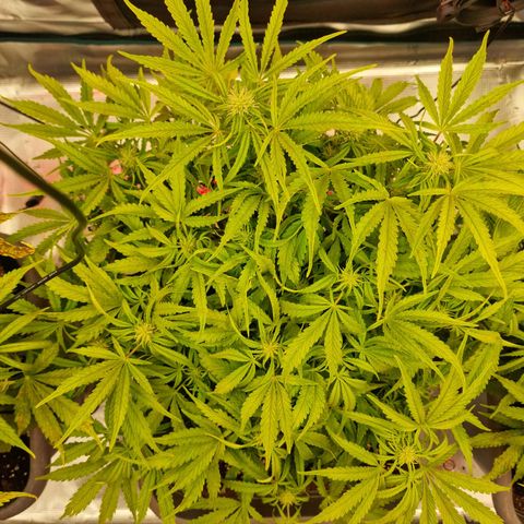 Samantha growlog timeline photo