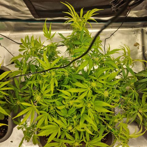 Samantha growlog timeline photo