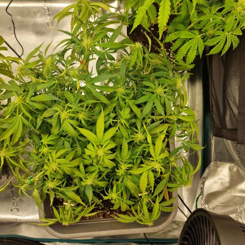 Suri growlog timeline photo