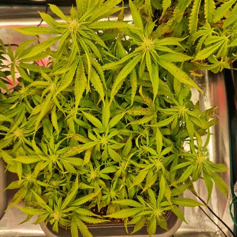 Suri growlog timeline photo